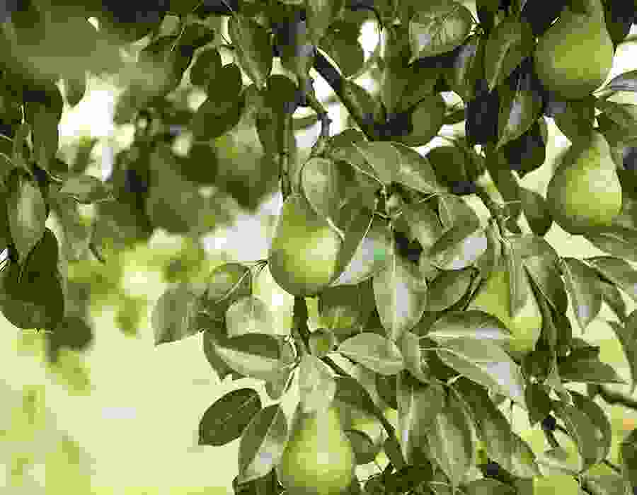 Fynbo-enviorment-miljoe-frugt-fruit.jpg