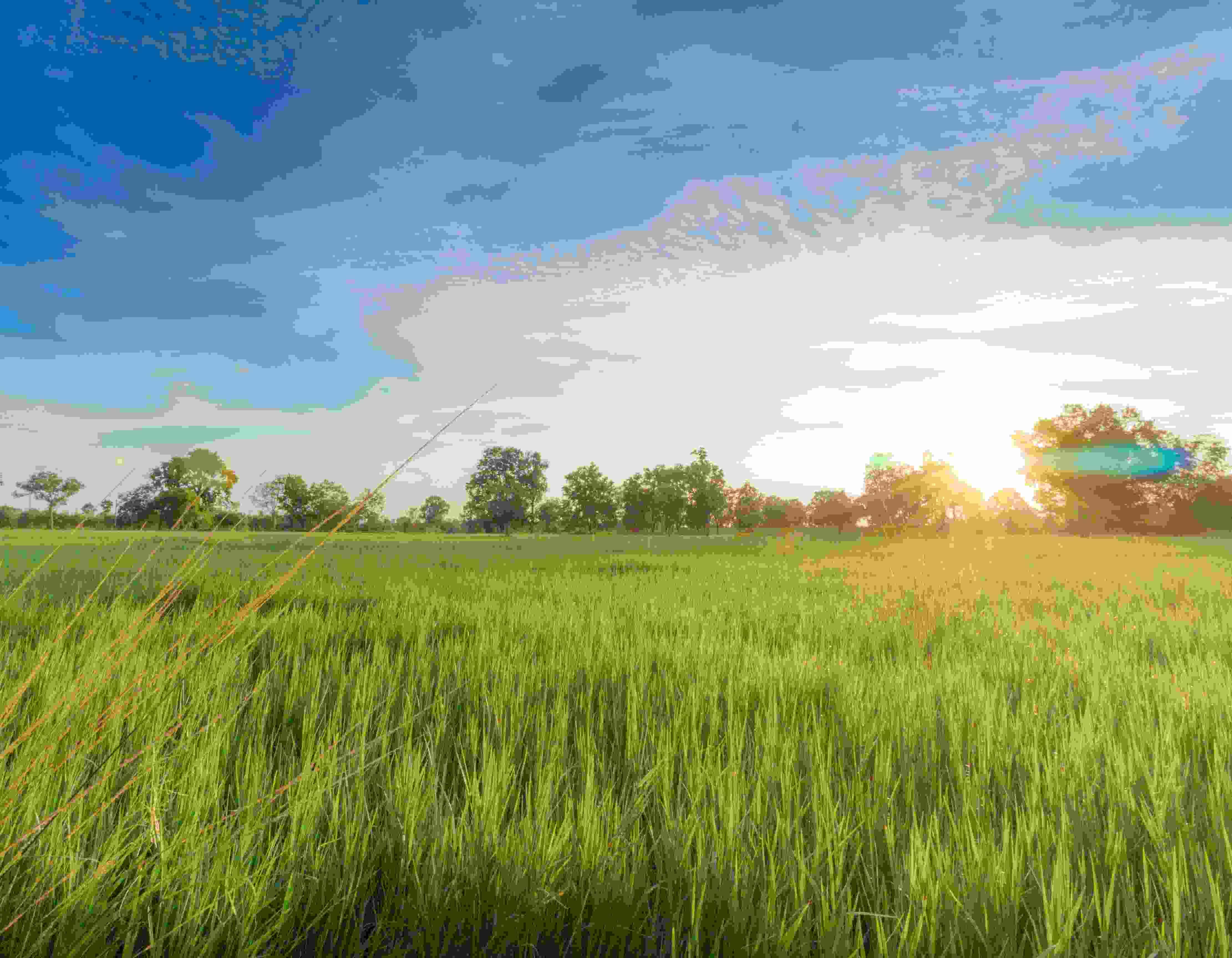 Fynbo-denmark-landscape-mission-vision-nature-natur-danmark.jpg