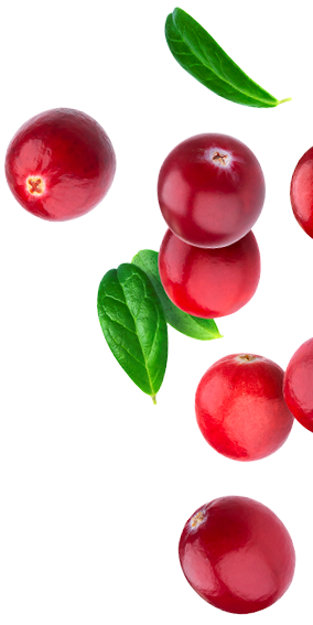 Fynbo-Tyttebær-Lingonberry-højre.png